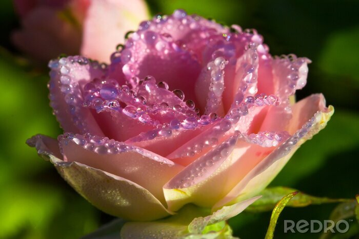 Papier peint  Belle rose gouttes d'eau