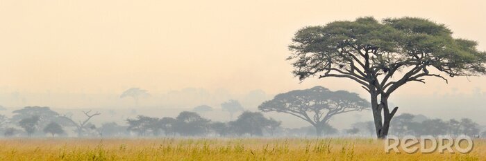 Papier peint  Belle scène du parc national du Serengeti