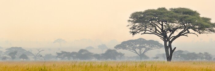 Papier peint  Belle scène du parc national du Serengeti