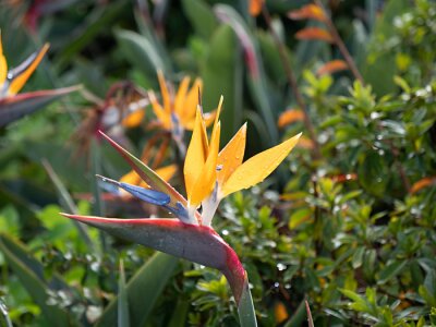 Papier peint  Belle strelizia, fleur de strelitzia