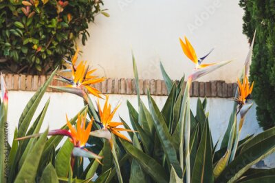 Papier peint  belles fleurs de strelitzia en face du mur blanc