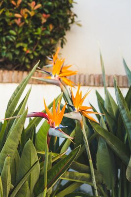 Papier peint  belles fleurs de strelitzia en face du mur blanc