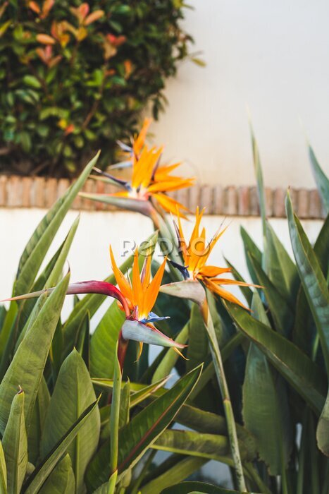 Papier peint  belles fleurs de strelitzia en face du mur blanc