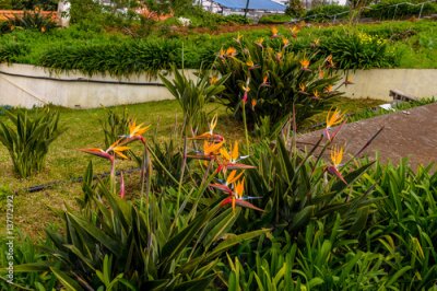 Papier peint  Belles fleurs de Strelitzia poussant sur l'île de Madère au Portugal