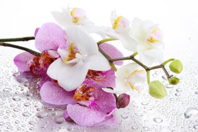 Papier peint  Belles orchidées sur des gouttes d'eau