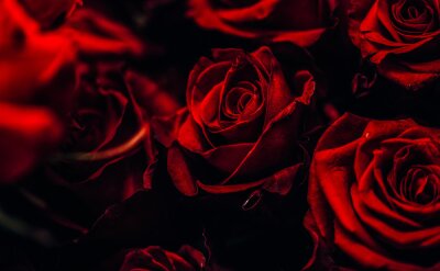 Papier peint  Belles roses rouges sur fond noir