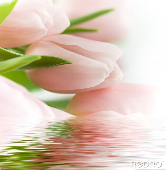 Papier peint  belles tulipes roses