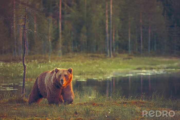 Papier peint  BIG BEAR marche mâle dans la tourbière au coucher du soleil