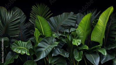 Papier peint  Big Green Leaves of Monstera, Banana, and Strelitzia
