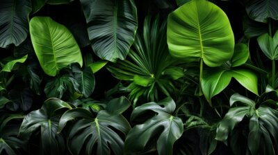 Papier peint  Big Green Leaves of Monstera, Banana, and Strelitzia
