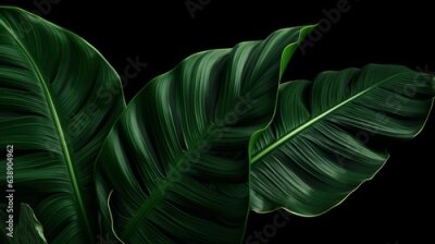 Papier peint  Big Green Leaves of Monstera, Banana, and Strelitzia
