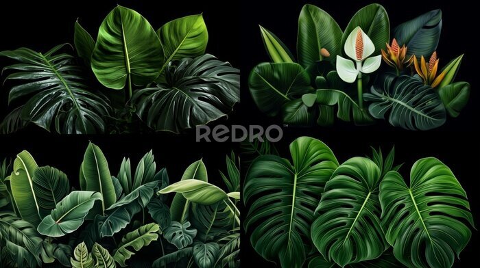 Papier peint  Big Green Leaves of Monstera, Banana, and Strelitzia
