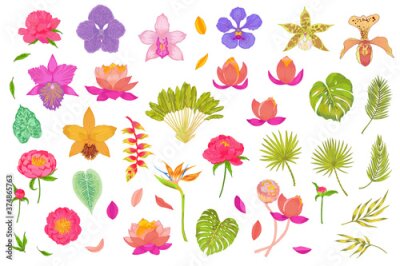 Papier peint  Big tropical vector set of flowers and plants. Ravenala tree, areca, fan palm, lotus, peony, orchid, strelitzia, heliconia flowers.