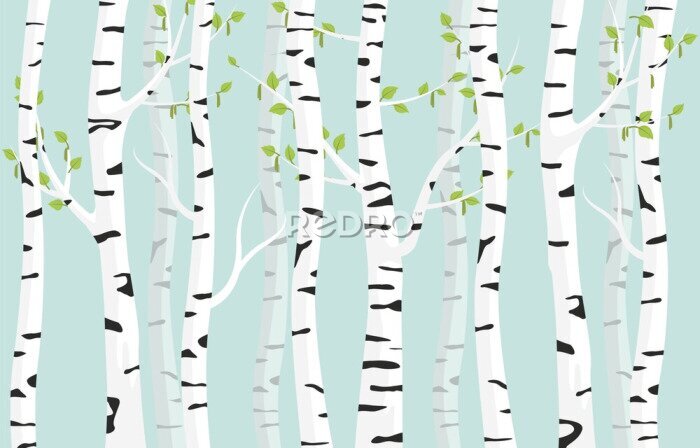 Papier peint  Birch forest background. Spring birch green young leaves spotty bark on tree black vector spots white trunk, romantic seasonal park april grove background revived spring.