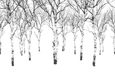Papier peint  Birch Grove