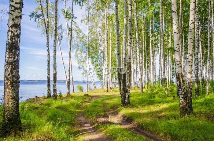 Papier peint  Birch grove on the river in the summer on a Sunny day, the edge of the forest with grass.