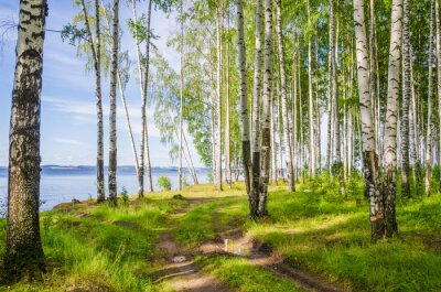 Papier peint  Birch grove on the river in the summer on a Sunny day, the edge of the forest with grass.