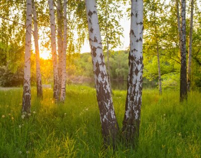 Birch trees in a summer forest