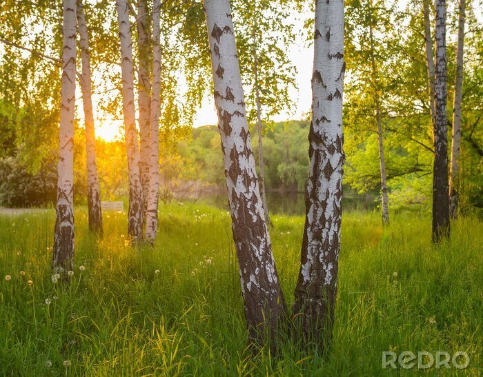 Papier peint  Birch trees in a summer forest