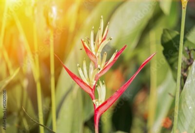 Papier peint  .bird de paradis, belle fleur rouge (île de Strelitzia Reginae Madère) avec tonalité de coucher de soleil.