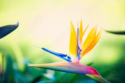 Papier peint  bird of paradise