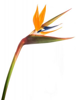 Papier peint  Bird of paradise