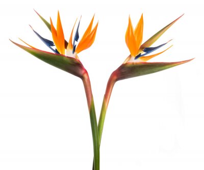 Papier peint  Bird of paradise