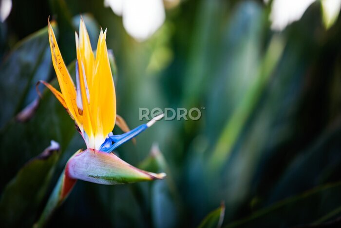 Papier peint  bird of paradise