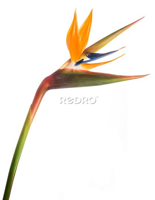 Papier peint  Bird of paradise