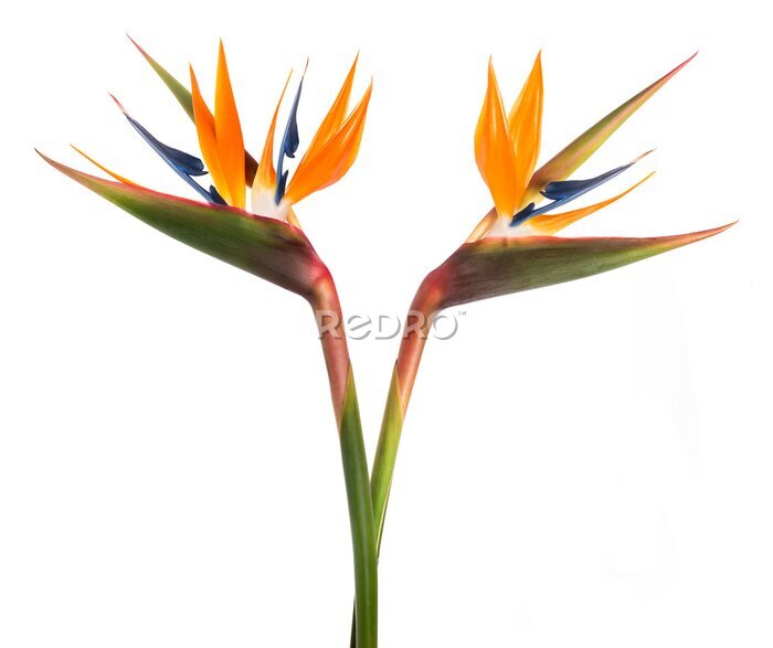 Papier peint  Bird of paradise