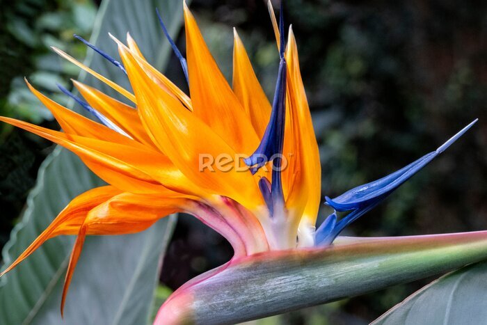 Papier peint  Bird of Paradise