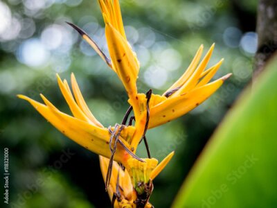 Papier peint  bird of paradise Beautiful red flower Strelitzia Reginae