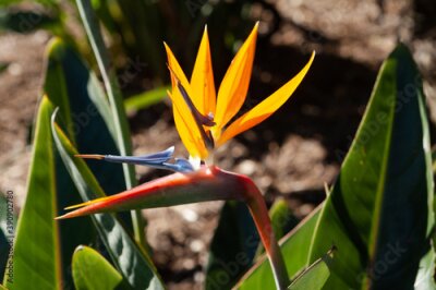 Papier peint  Bird of Paradise Blossom  - Strelitzia 