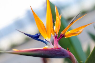 Papier peint  Bird of paradise. Close-up to Strelitzia flower.