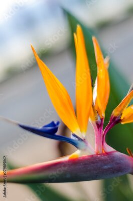 Papier peint  Bird of paradise. Close-up to Strelitzia flower.