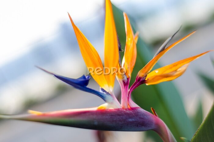 Papier peint  Bird of paradise. Close-up to Strelitzia flower.