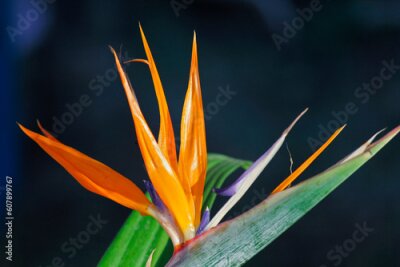 Papier peint  Bird-of-paradise, Crane flower, Strelitzia reginae