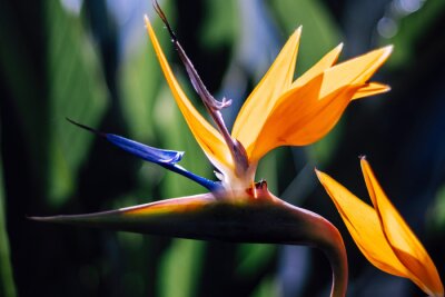 Papier peint  bird of paradise crane flower Strelitzia reginae close up