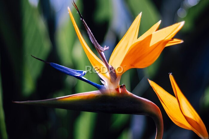 Papier peint  bird of paradise crane flower Strelitzia reginae close up