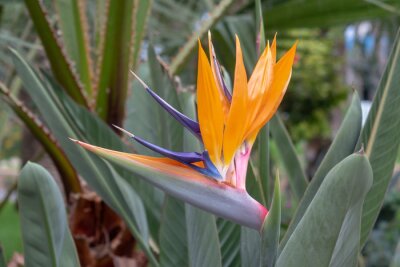 Papier peint  Bird of paradise exotic orange flower on strelitzia reginale plant on green background of tropical garden, Crete island, Greece. Shallow depth of field, vertical tropical pattern in bright colors