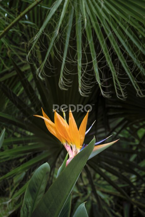 Papier peint  Bird of paradise exotic orange flower on strelitzia reginale plant on green background with palm leaves. Crete island, Greece. Shallow depth of field, texture background, flower close-up, vertical