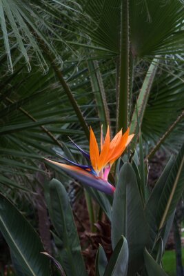 Papier peint  Bird of paradise exotic orange flower on strelitzia reginale plant on green background with palm leaves. Crete island, Greece. Shallow depth of field, vertical tropical pattern in bright colors