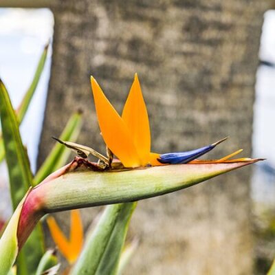 Papier peint  Bird of Paradise fleur, Strelitzia, près du port au port d'Avalon sur l'île de Catalina, en Californie