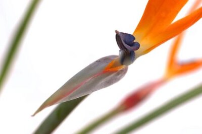 Papier peint  Bird Of Paradise fleurs sur fond blanc. Extreme faible profondeur de champ-focus sur la zone bleue en forme de la fleur de premier plan. Nom latin: Strelitzia reginae.
