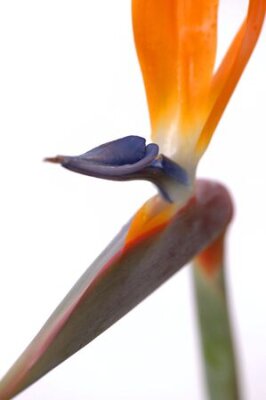 Papier peint  Bird Of Paradise fleurs sur fond blanc. Faible profondeur de champ sur la zone en forme de bleu de la fleur. Nom latin: Strelitzia Reginae.