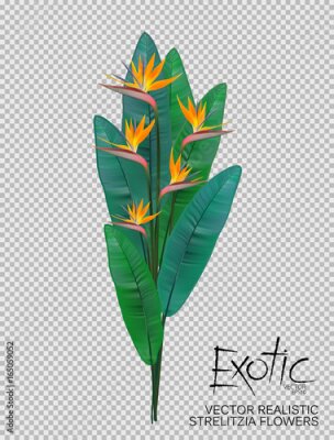 Papier peint  Bird of Paradise fleurs sur fond transparent. Bouquet de fleurs strelitzia réaliste. Illustration vectorielle.