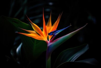 Papier peint  Bird of paradise flower