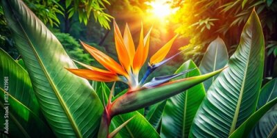 Papier peint  Bird of Paradise Flower Aerial Photography: Stunning Overhead Views of Strelitzia Reginae