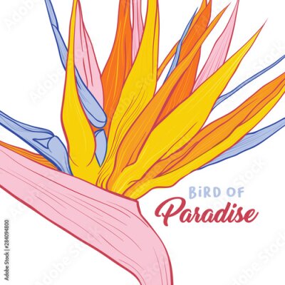 Papier peint  Bird of paradise flower banner vector template. Strelitzia reginae close up hand drawn illustration with lettering. Exotic flora, tropical environment poster. Beautiful plant with colorful foliage