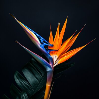 Papier peint  bird of paradise flower, bird of paradise, flower, plant